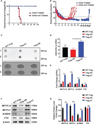 Mettl14-mediated m6A modification enhances the function of Foxp3+ regulatory T cells and promotes allograft acceptance